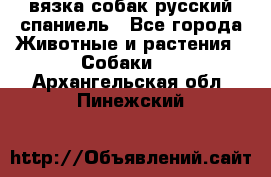 вязка собак русский спаниель - Все города Животные и растения » Собаки   . Архангельская обл.,Пинежский 